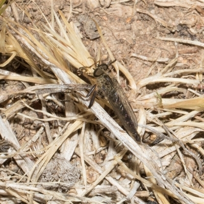 Cerdistus sp. (genus) (Slender Robber Fly) at Nicholls, ACT - 1 Nov 2024 by AlisonMilton