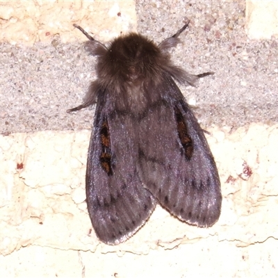 Leptocneria reducta (White Cedar Moth) at Wanniassa, ACT - 3 Nov 2024 by JohnBundock