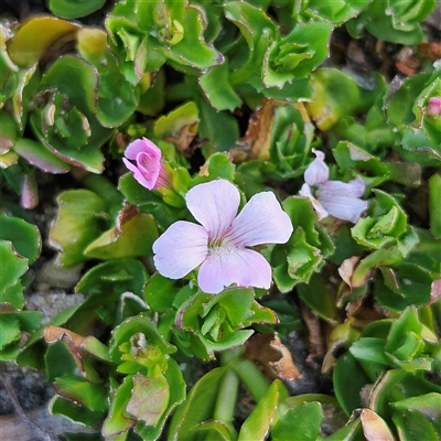 Gratiola peruviana (Australian Brooklime) at Bombay, NSW - 3 Nov 2024 by MatthewFrawley