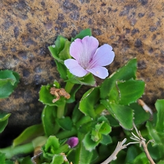 Gratiola peruviana at Bombay, NSW - 3 Nov 2024