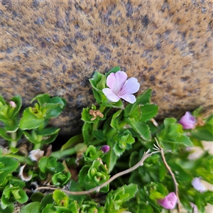 Gratiola peruviana at Bombay, NSW - 3 Nov 2024