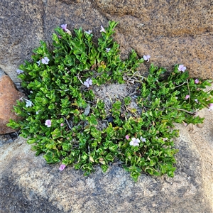 Gratiola peruviana at Bombay, NSW - 3 Nov 2024