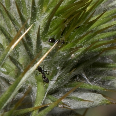 Iridomyrmex sp. (genus) (Ant) at Nicholls, ACT - 31 Oct 2024 by AlisonMilton