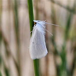 Tipanaea patulella at Bombay, NSW - 3 Nov 2024 06:24 PM