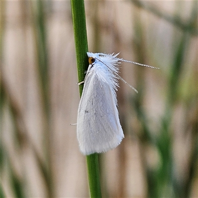 Tipanaea patulella (The White Crambid moth) at Bombay, NSW - 3 Nov 2024 by MatthewFrawley