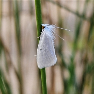 Tipanaea patulella at Bombay, NSW - 3 Nov 2024 06:24 PM