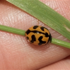 Coccinella transversalis (Transverse Ladybird) at Nicholls, ACT - 31 Oct 2024 by AlisonMilton