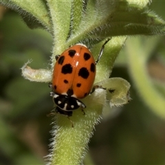 Hippodamia variegata (Spotted Amber Ladybird) at Nicholls, ACT - 31 Oct 2024 by AlisonMilton