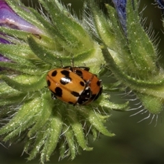 Hippodamia variegata at Nicholls, ACT - 1 Nov 2024