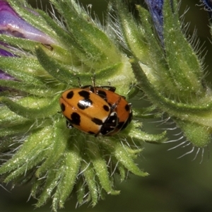 Hippodamia variegata at Nicholls, ACT - 1 Nov 2024 09:17 AM