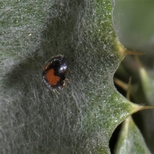 Diomus notescens at Nicholls, ACT - 1 Nov 2024 09:28 AM