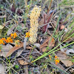 Lomandra multiflora (Many-flowered Matrush) at Bombay, NSW - 3 Nov 2024 by MatthewFrawley