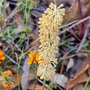 Lomandra multiflora at Bombay, NSW - 3 Nov 2024 06:27 PM