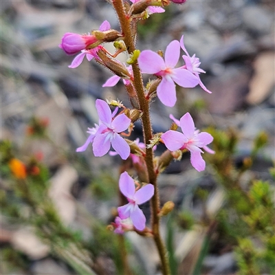 Stylidium graminifolium (grass triggerplant) at Bombay, NSW - 3 Nov 2024 by MatthewFrawley