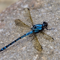 Diphlebia nymphoides (Arrowhead Rockmaster) at Strathnairn, ACT - 21 Jan 2023 by KorinneM