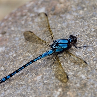 Diphlebia nymphoides (Arrowhead Rockmaster) at Strathnairn, ACT - 21 Jan 2023 by KorinneM