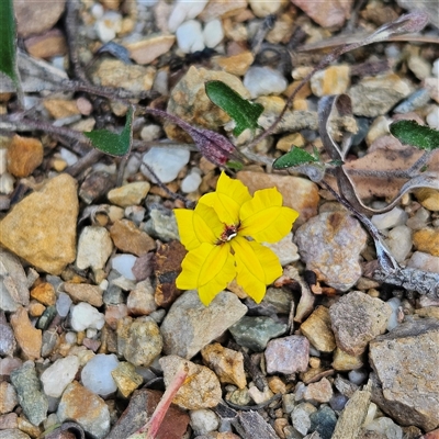 Goodenia hederacea subsp. hederacea (Ivy Goodenia, Forest Goodenia) at Bombay, NSW - 3 Nov 2024 by MatthewFrawley