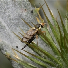Euribia solstitialis (Nodding Thistle Gall Fly) at Nicholls, ACT - 1 Nov 2024 by AlisonMilton