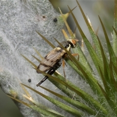 Euribia solstitialis (Nodding Thistle Gall Fly) at Nicholls, ACT - 31 Oct 2024 by AlisonMilton