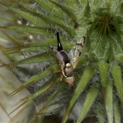 Euribia solstitialis at Nicholls, ACT - 1 Nov 2024