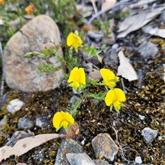 Gompholobium minus (Dwarf Wedge Pea) at Bombay, NSW - 3 Nov 2024 by MatthewFrawley