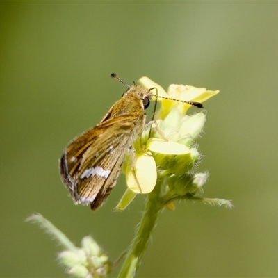 Taractrocera papyria (White-banded Grass-dart) at Strathnairn, ACT - 21 Jan 2023 by KorinneM