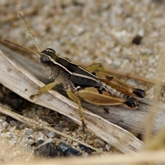 Phaulacridium vittatum (Wingless Grasshopper) at Strathnairn, ACT - 21 Jan 2023 by KorinneM