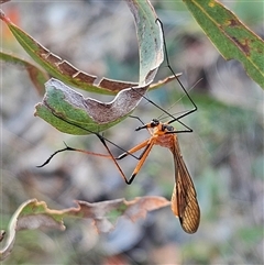 Harpobittacus australis (Hangingfly) at Bombay, NSW - 3 Nov 2024 by MatthewFrawley