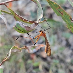 Harpobittacus australis at Bombay, NSW - 3 Nov 2024