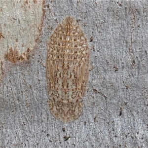 Ledromorpha planirostris at Nicholls, ACT - 1 Nov 2024