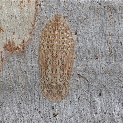 Ledromorpha planirostris (A leafhopper) at Nicholls, ACT - 31 Oct 2024 by AlisonMilton