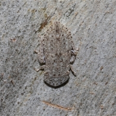 Ledromorpha planirostris at Nicholls, ACT - 1 Nov 2024 09:58 AM