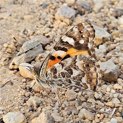 Vanessa kershawi (Australian Painted Lady) at Bombay, NSW - 3 Nov 2024 by MatthewFrawley