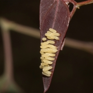 Paropsisterna cloelia at Nicholls, ACT - 1 Nov 2024 10:09 AM