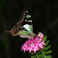 Graphium macleayanum at Acton, ACT - 3 Nov 2024 01:11 PM