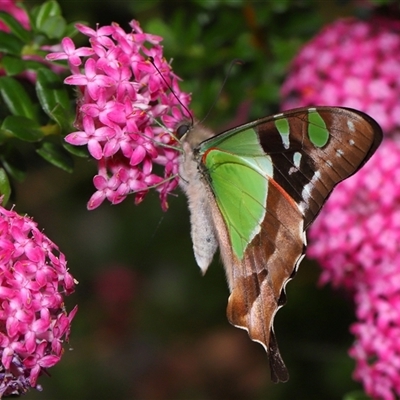 Graphium macleayanum (Macleay's Swallowtail) at Acton, ACT - 3 Nov 2024 by TimL