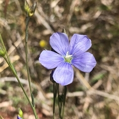 Linum marginale (Native Flax) at Pialligo, ACT - 28 Oct 2024 by rainer