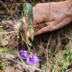 Hardenbergia violacea (False Sarsaparilla) at Bermagui, NSW - 7 Oct 2024 by TheCrossingLand