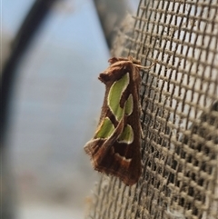 Cosmodes elegans (Green Blotched Moth) at Captains Flat, NSW - 4 Nov 2024 by Csteele4