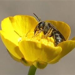 Lasioglossum (Chilalictus) sp. (genus & subgenus) (Halictid bee) at Bundanoon, NSW - 29 Oct 2024 by Curiosity