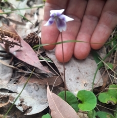 Viola hederacea (Ivy-leaved Violet) at Bermagui, NSW - 8 Nov 2024 by TheCrossingLand