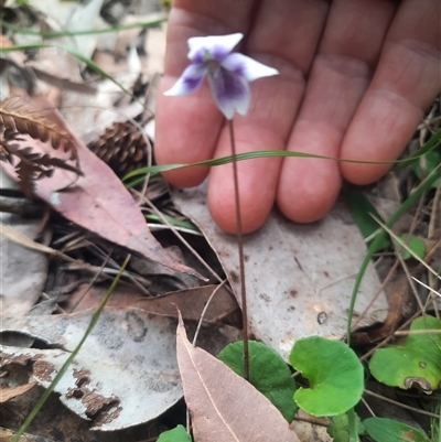 Viola hederacea (Ivy-leaved Violet) at Bermagui, NSW - 8 Nov 2024 by TheCrossingLand