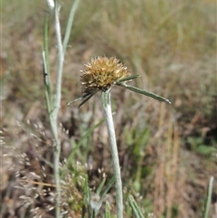 Euchiton sphaericus (star cudweed) at Barton, ACT - 3 Nov 2024 by MichaelBedingfield