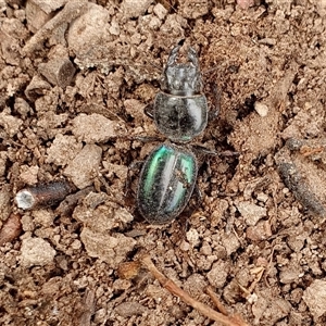 Carenum (genus) at Yass River, NSW - 3 Nov 2024 02:42 PM