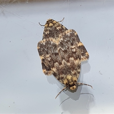 Halone coryphoea (Eastern Halone moth) at Yass River, NSW - 4 Nov 2024 by SenexRugosus