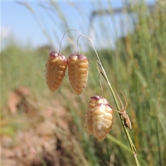 Briza maxima (Quaking Grass, Blowfly Grass) at Barton, ACT - 3 Nov 2024 by MichaelBedingfield