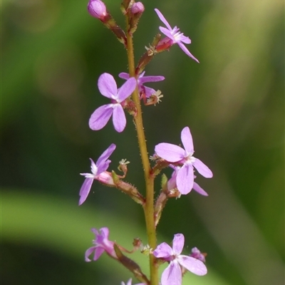 Stylidium graminifolium (grass triggerplant) at Bundanoon, NSW - 30 Oct 2024 by Curiosity