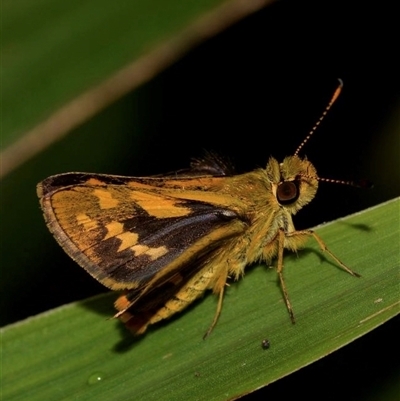 Ocybadistes knightorum (Black Grass-dart Butterfly) at Sawtell, NSW - 8 Mar 2021 by MichaelBedingfield