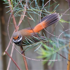 Rhipidura rufifrons (Rufous Fantail) at Harrison, ACT - 2 Nov 2024 by DPRees125