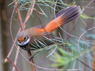 Rhipidura rufifrons (Rufous Fantail) at Harrison, ACT - 2 Nov 2024 by DPRees125